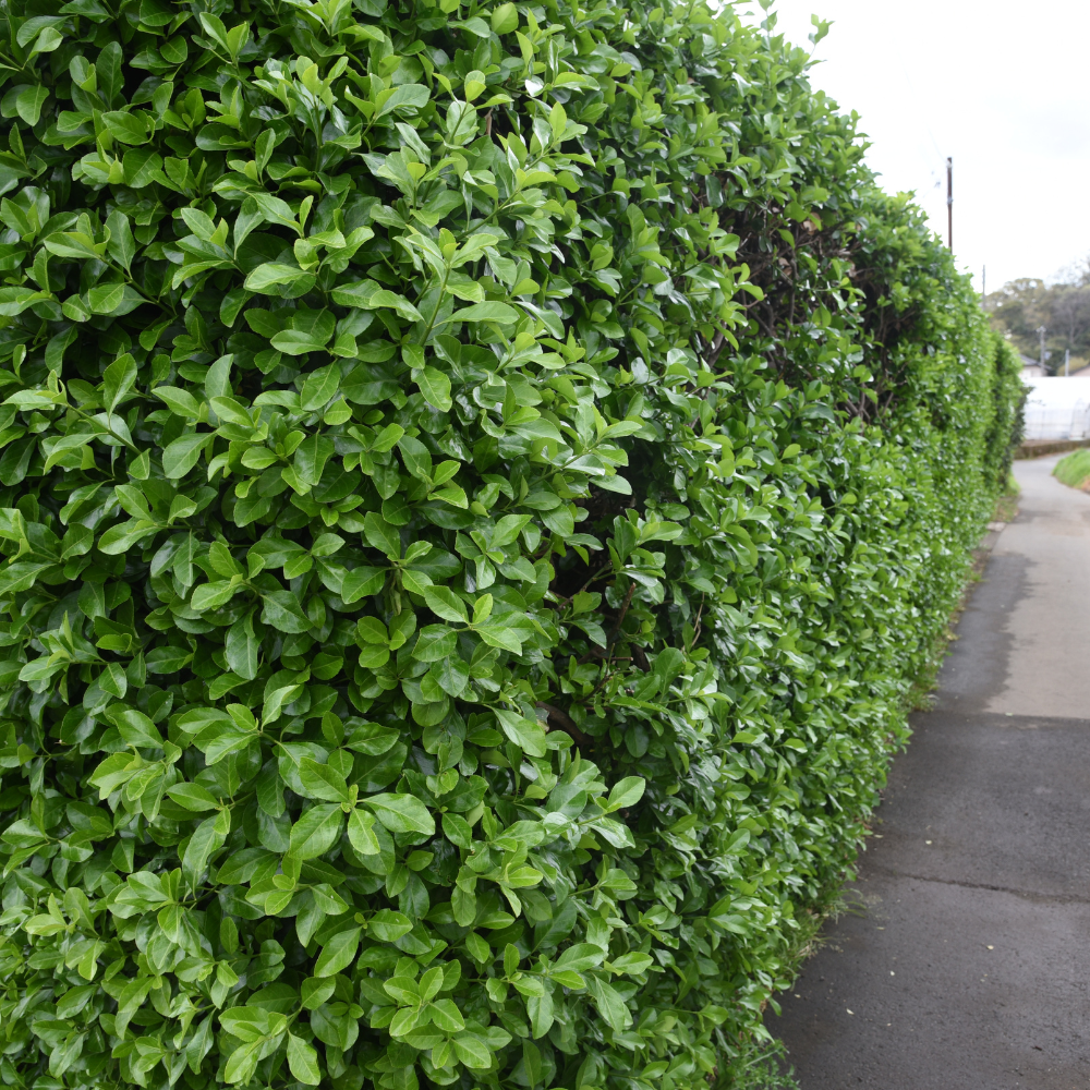 //www.everythinglandscaping.co.uk/cdn/shop/files/xJapaneseSpindleHedge1_e1c79ed2-7ddd-4e2f-aef9-702652d5b6e5.png?v=1770806624