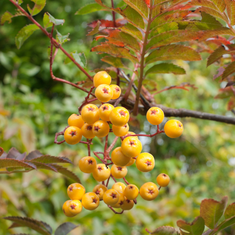 //www.everythinglandscaping.co.uk/cdn/shop/files/xJosephRockTree1_0704e7ce-244d-4b0e-83ee-14cb3d6bd5f7.png?v=1770805303