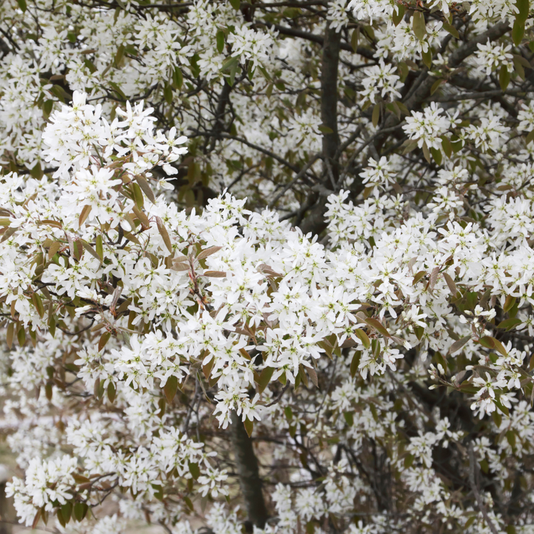 Juneberry Bare root 100/125cm (x50) Multi-deal