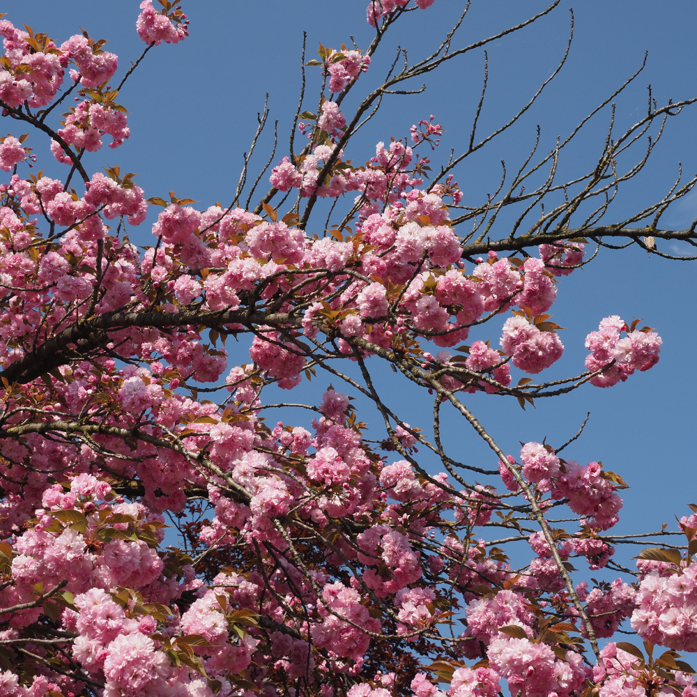 //www.everythinglandscaping.co.uk/cdn/shop/files/xKanzanCherryPleachedTree1_f9e82e38-7d90-4edd-8d02-e7c7c4ec9ec8.png?v=1770804217