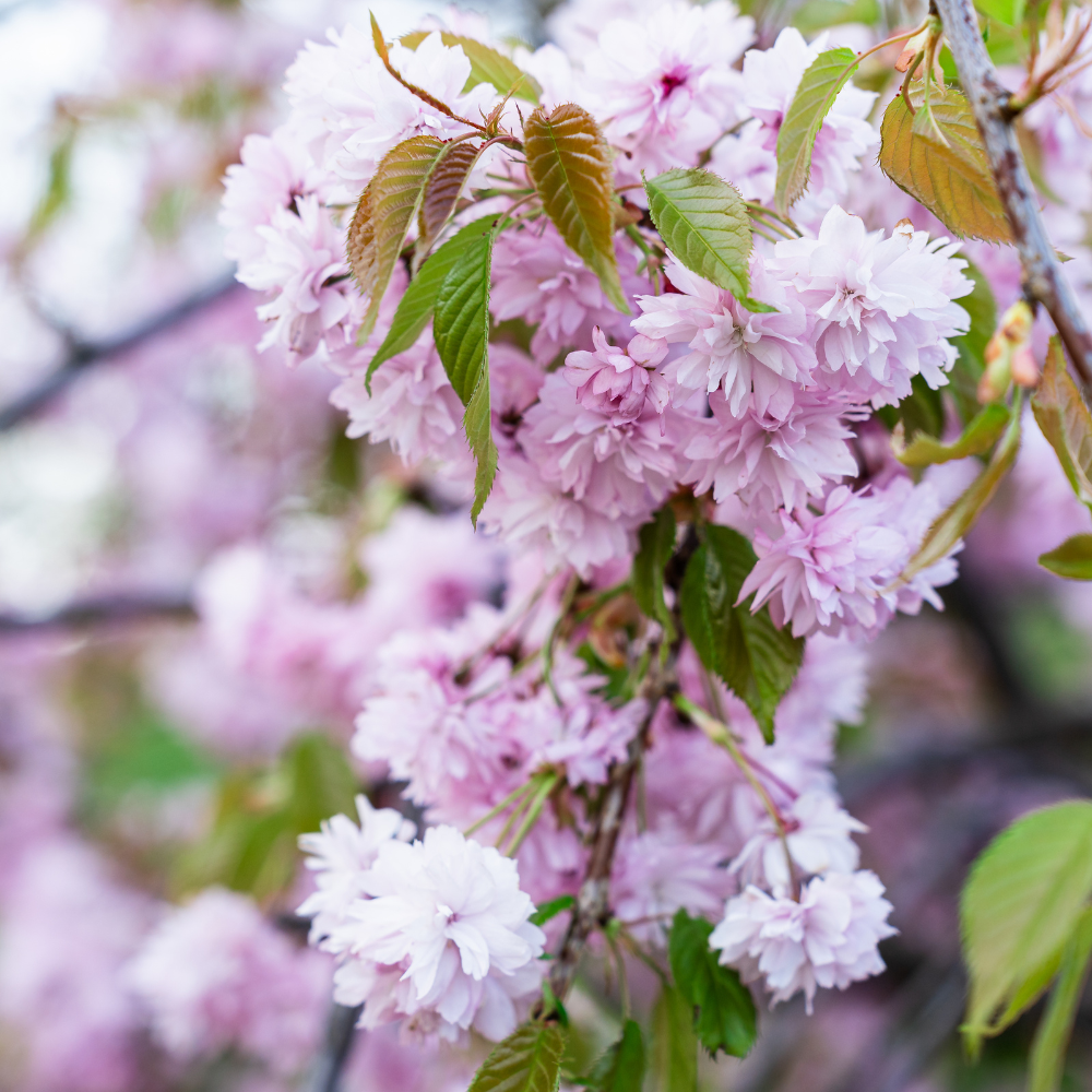 //www.everythinglandscaping.co.uk/cdn/shop/files/xKanzanCherryTree1_22f31242-cfbf-4c74-bccc-9a4948257260.png?v=1770803794