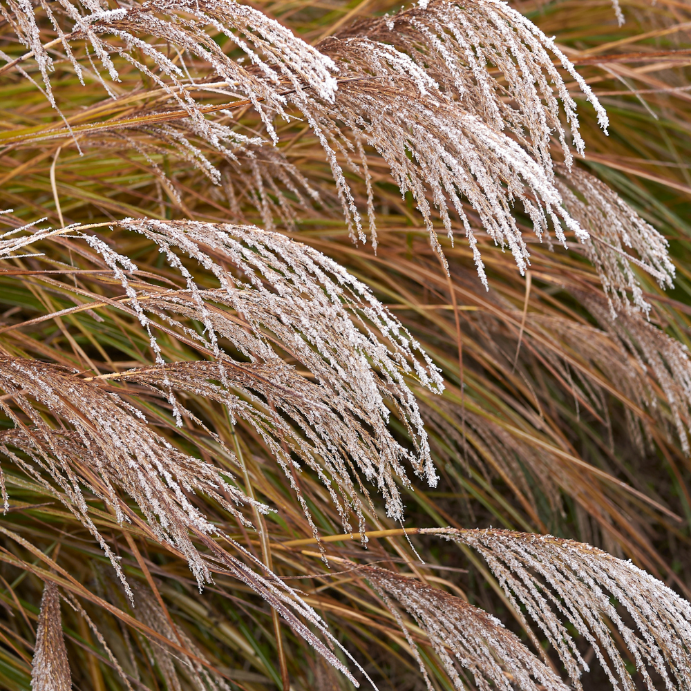 //www.everythinglandscaping.co.uk/cdn/shop/files/xKleineFontaneMaidenGrass1_2d8dadc0-587f-416f-b671-0c096193d85d.png?v=1770804878