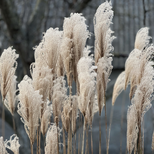 Kleine Silberspinne Maiden Ornamental Grasses Pot Grown 2L