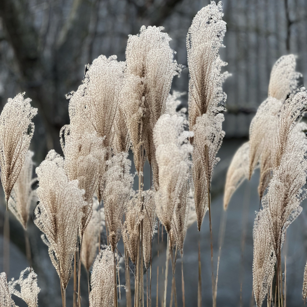 //www.everythinglandscaping.co.uk/cdn/shop/files/xKleineSilberspinneMaidenGrass1_d68213d9-fae9-4600-b18f-d8bf01dc48d7.png?v=1770804875