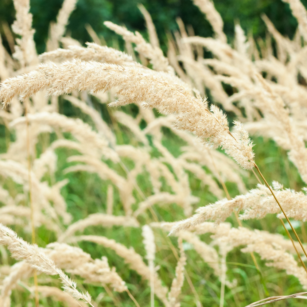 //www.everythinglandscaping.co.uk/cdn/shop/files/xKoreanFeatherReedGrass1_86ddbea1-7c8e-487d-a139-c507762f64f7.png?v=1770805086