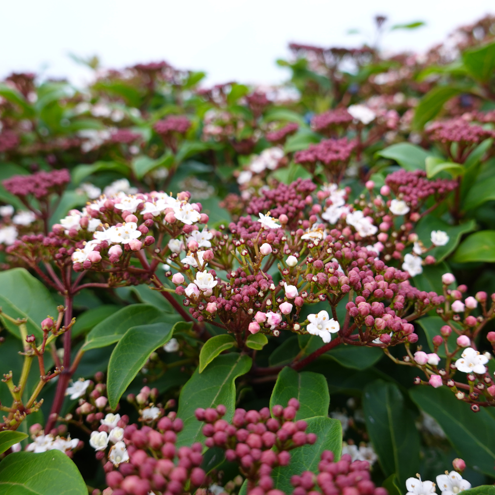 //www.everythinglandscaping.co.uk/cdn/shop/files/xLaurustinusHedge1_a5c3b27d-a0ff-4713-9967-d237d61da63e.png?v=1770805900