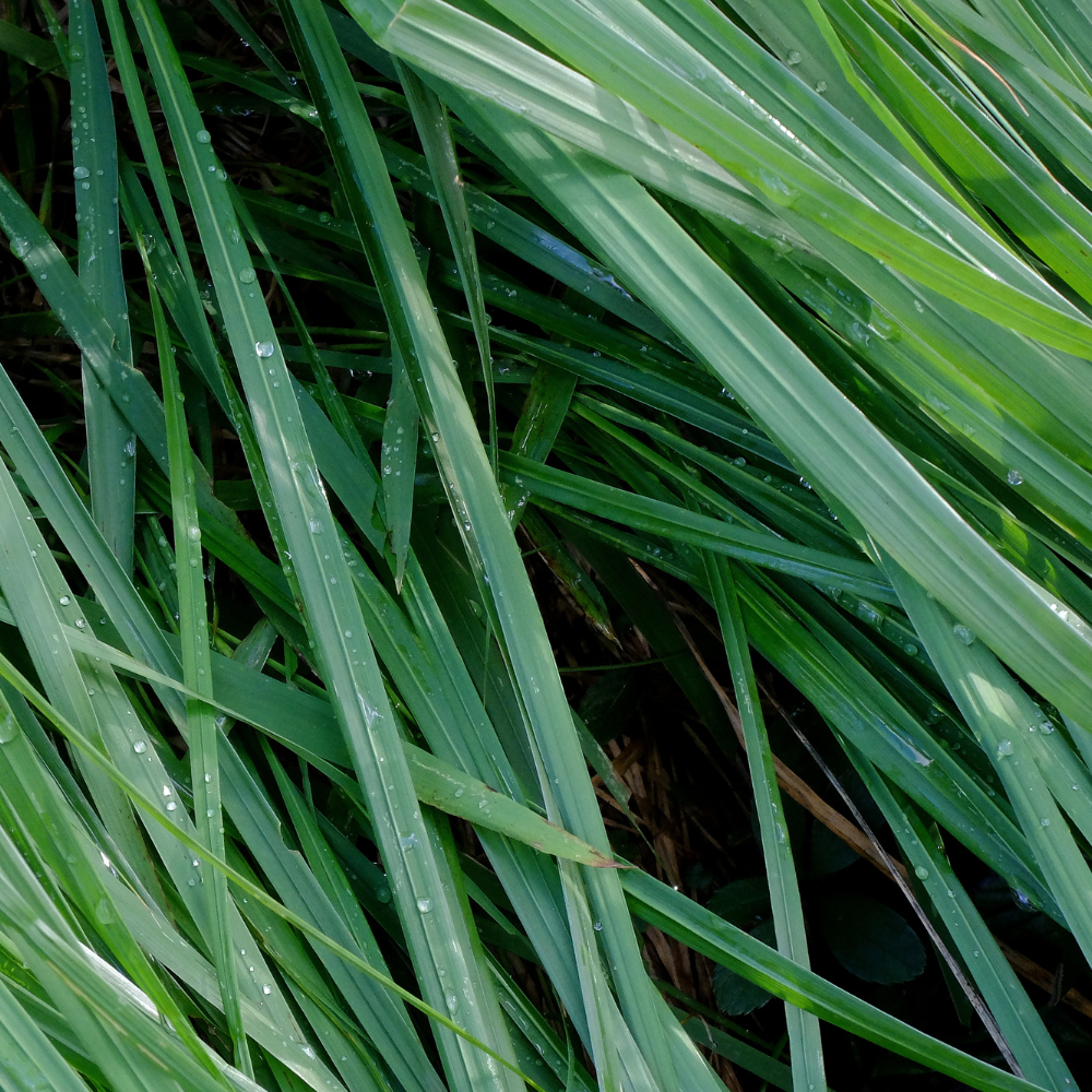 //www.everythinglandscaping.co.uk/cdn/shop/files/xLeatherleafSedgeGrass1_85e99d14-04da-4860-87e5-5bea7c80c00f.png?v=1770805080