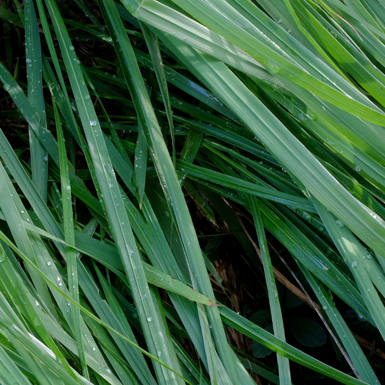 Leatherleaf Sedge Ornamental Grasses Pot Grown 2L