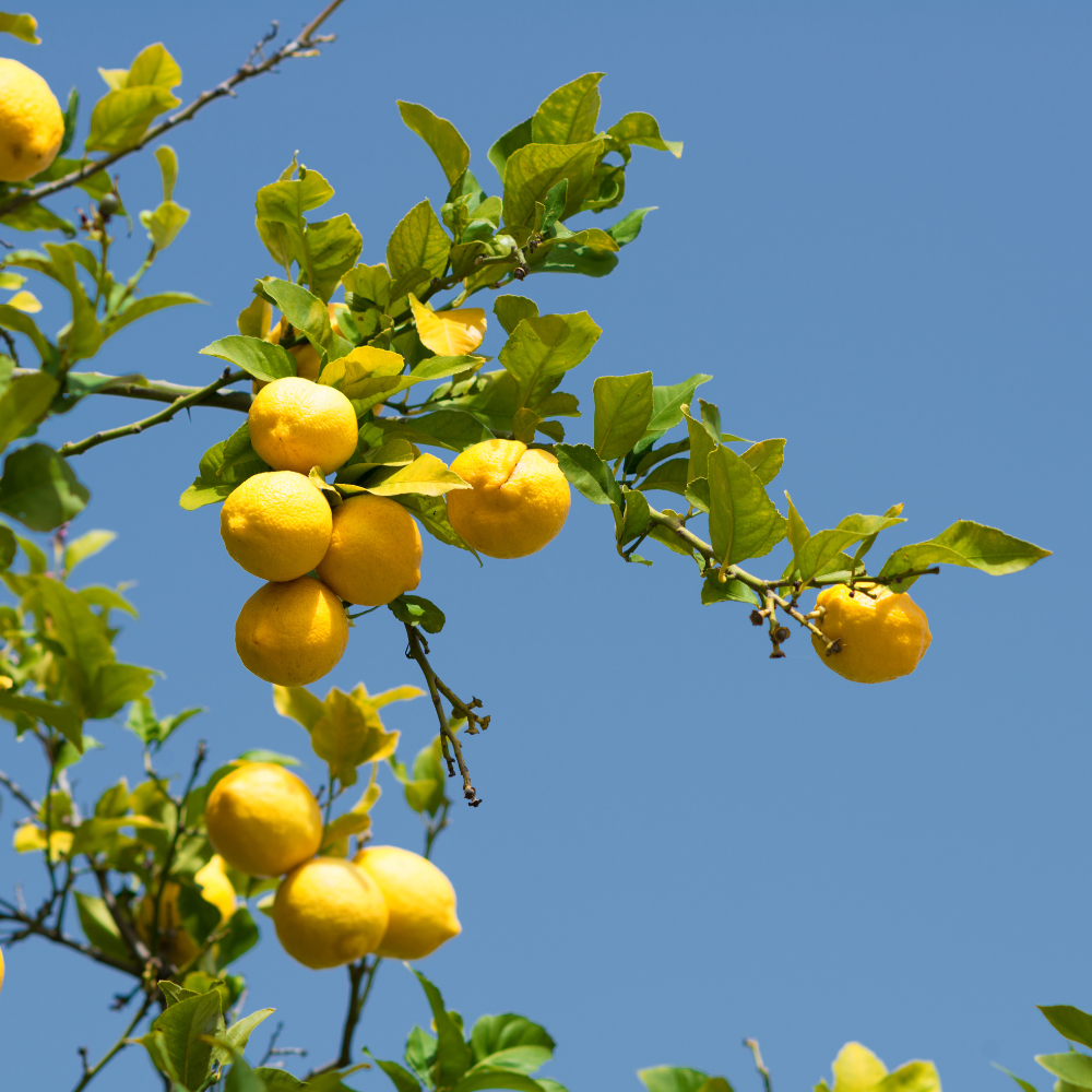 //www.everythinglandscaping.co.uk/cdn/shop/files/xLemonTreePlants1_4beeb238-cb72-4e3a-a9fa-bf5f32361af8.png?v=1770803854