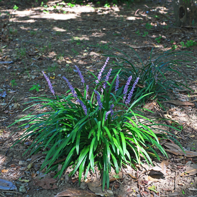 Lilyturf Ornamental Grasses Pot Grown 2L  (x50) Multi-deal
