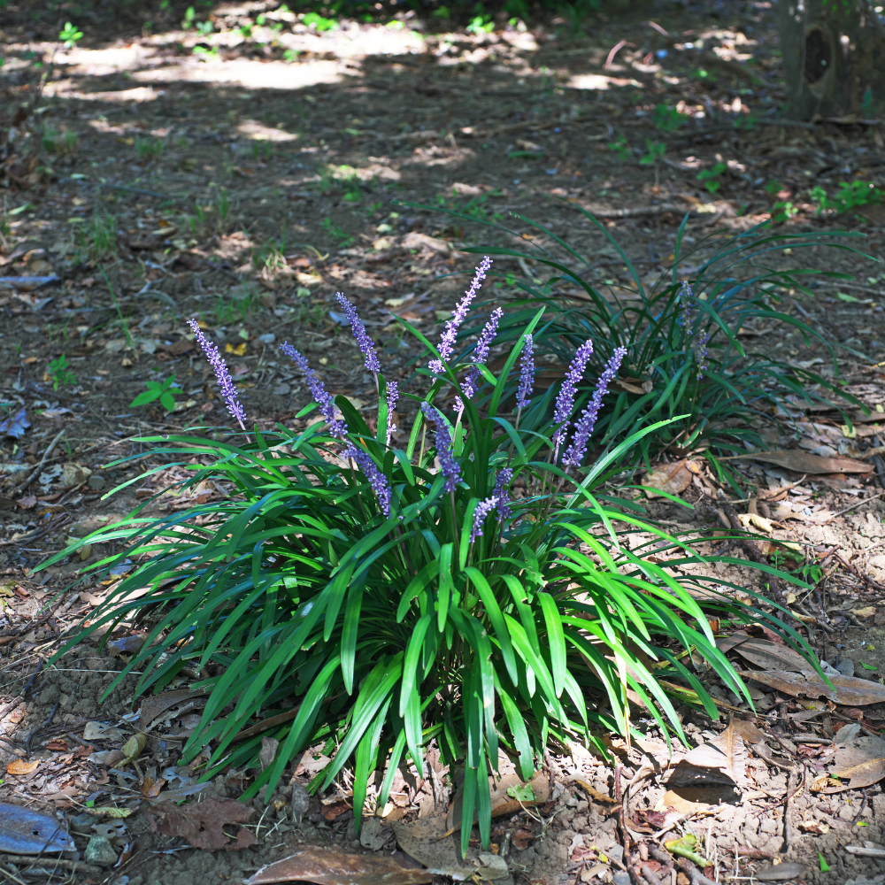 //www.everythinglandscaping.co.uk/cdn/shop/files/xLilyturfGrasses1_71ebb0b1-ac09-429c-8c8e-9e5189262c6b.png?v=1770804932