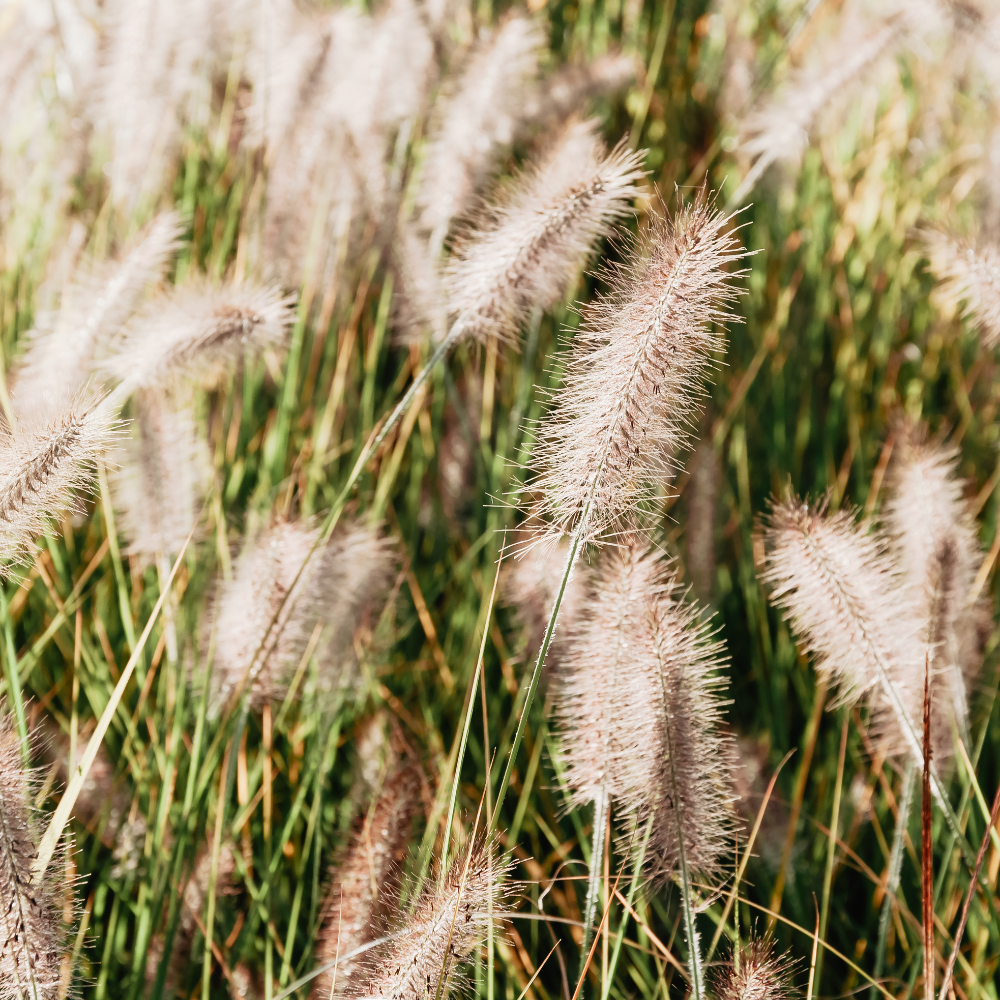 //www.everythinglandscaping.co.uk/cdn/shop/files/xLittleBunnyFountainGrass1_9c5f4a8f-5171-43b0-af21-95b55ce1a173.png?v=1770804667