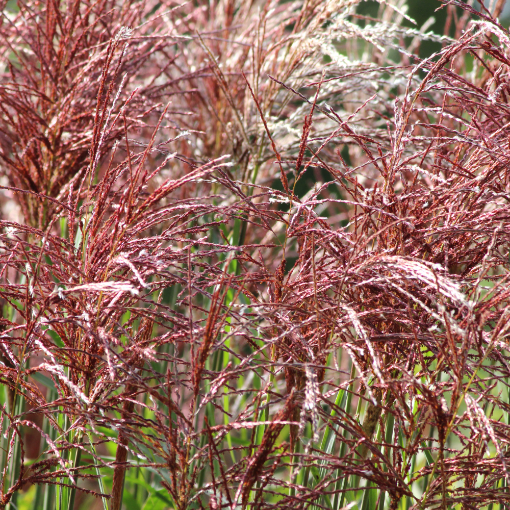 //www.everythinglandscaping.co.uk/cdn/shop/files/xMalepartusMaidenGrass1_29909208-f6d0-4513-9424-9a36fe8d9dbd.png?v=1770804859