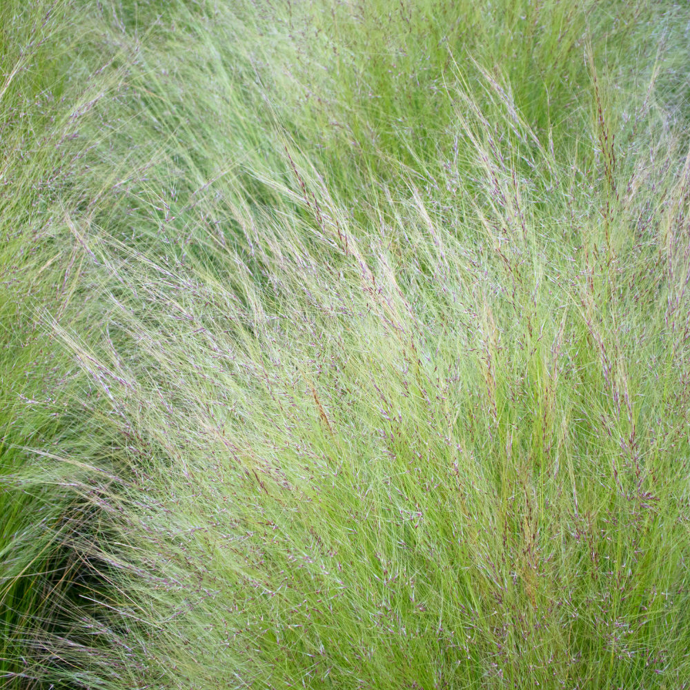 //www.everythinglandscaping.co.uk/cdn/shop/files/xMexicanFeatherGrasses1_59f5dd3f-11fa-4062-9db6-c4b67135462a.png?v=1770804607