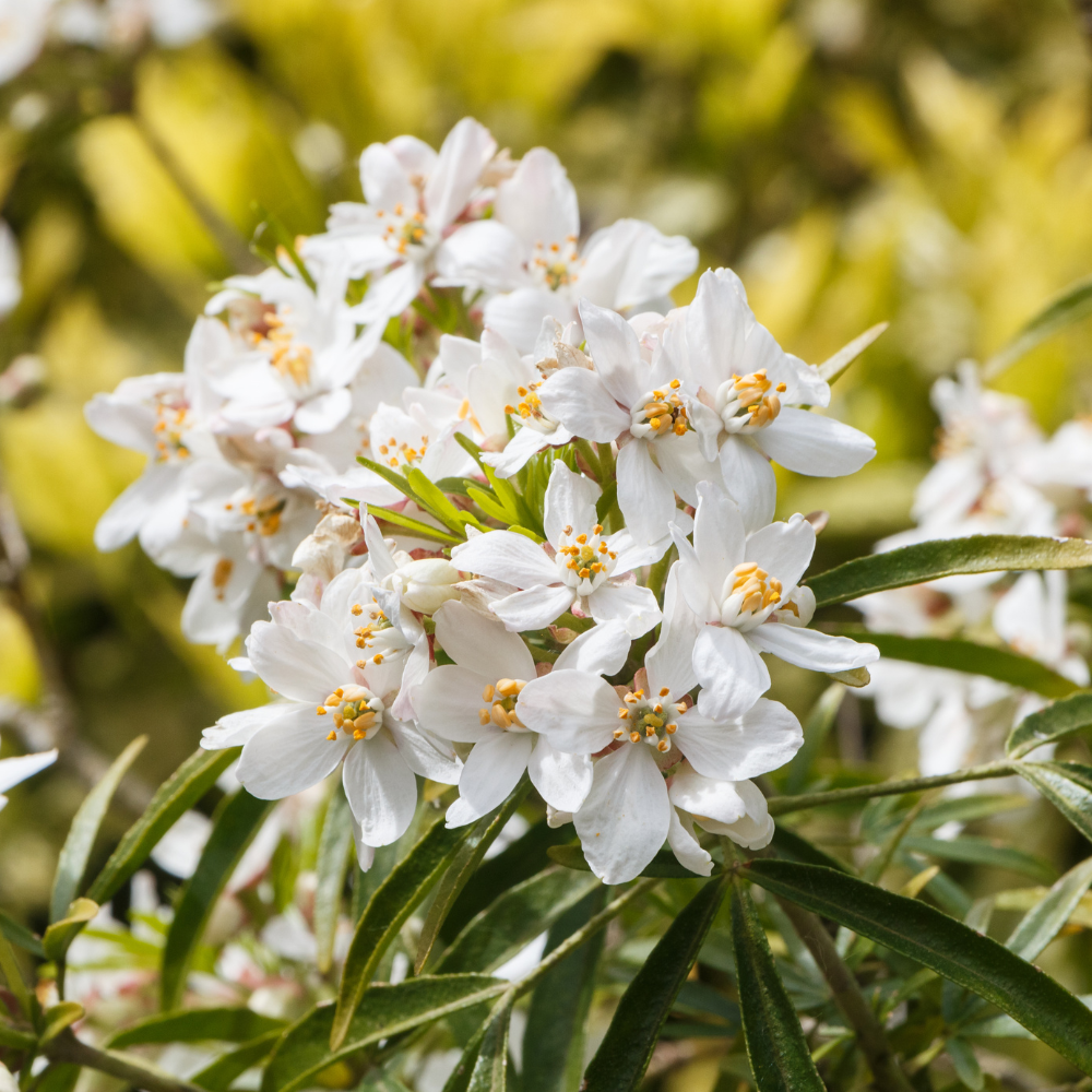 //www.everythinglandscaping.co.uk/cdn/shop/files/xMexicanOrangeBlossomHedge1_6fc8f17f-5eaa-4e5e-9aa8-f7aab85a2bbb.png?v=1770806249