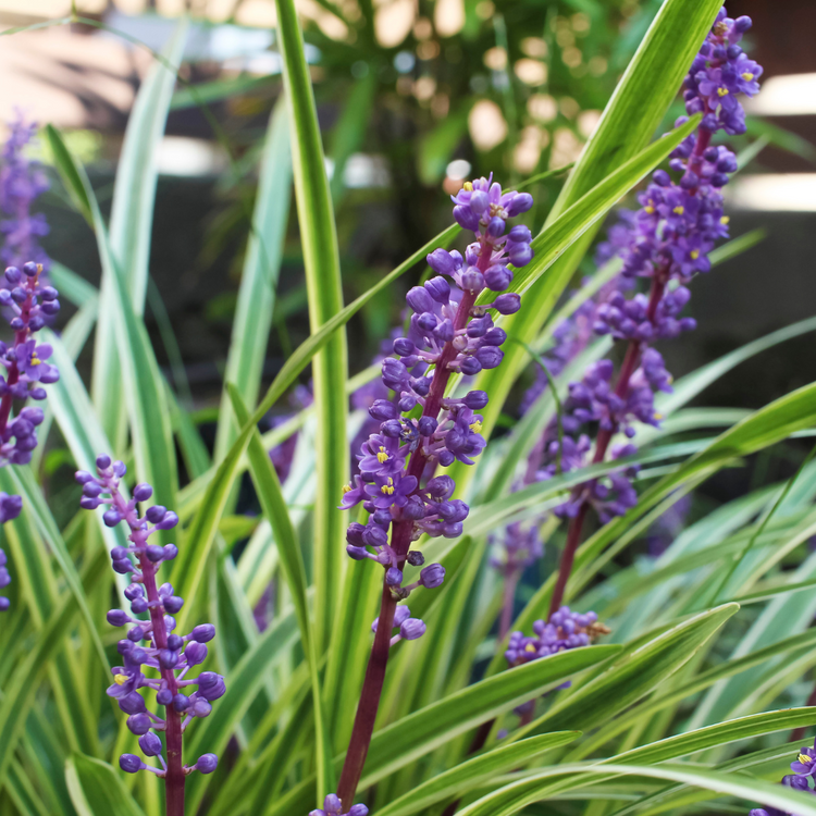 Moneymaker Lilyturf Ornamental Grasses Pot Grown 5L