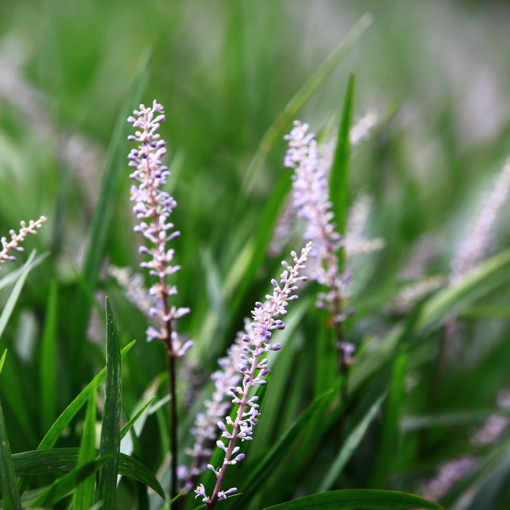 //www.everythinglandscaping.co.uk/cdn/shop/files/xMonroeWhiteLilyturfGrass1_fcc3e8ab-3d80-479c-a954-74556697bc5c.png?v=1770803840