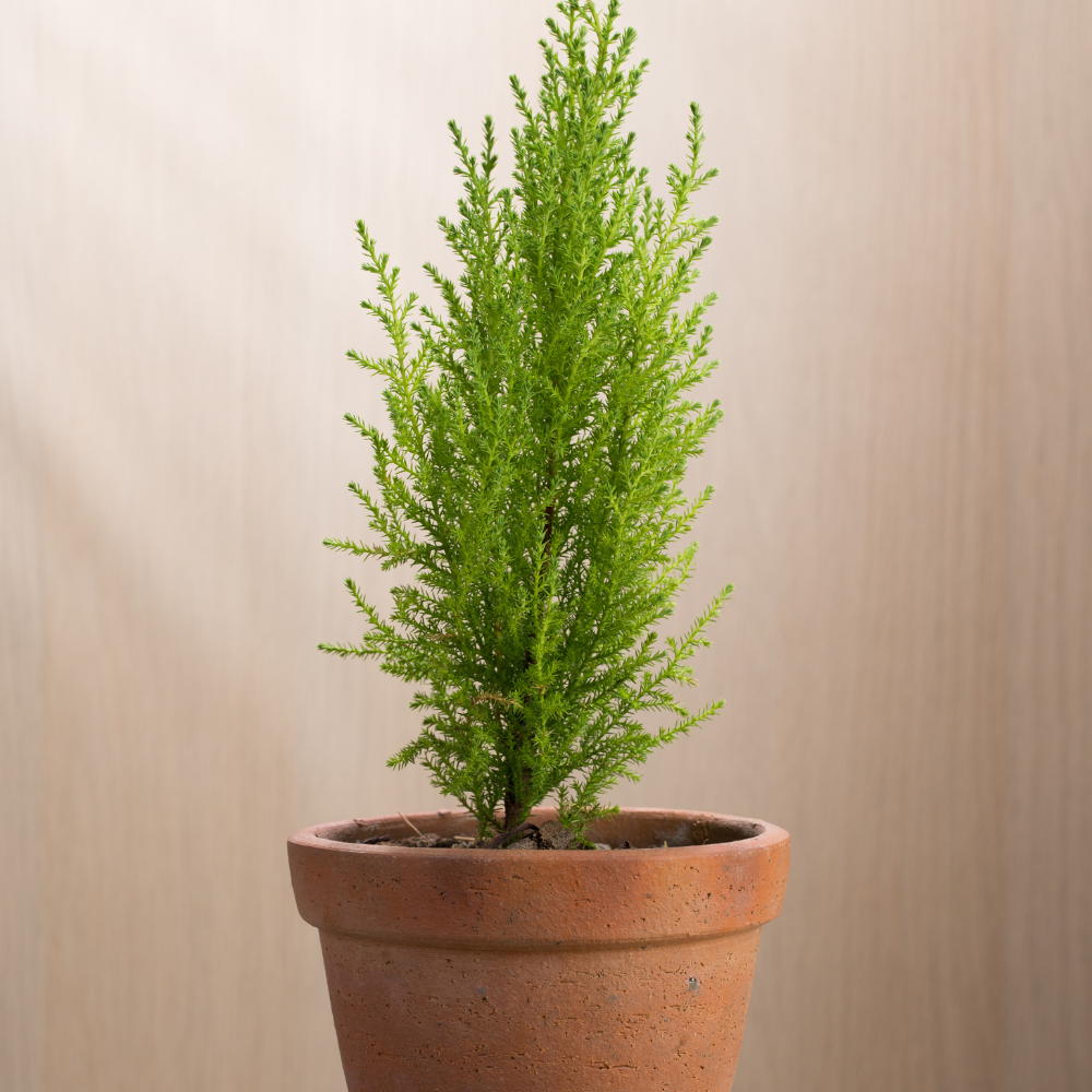//www.everythinglandscaping.co.uk/cdn/shop/files/xMontereyCypressGoldcrestConiferHedge1_1cf090b8-6af9-4c00-b905-d8e9ab4bf44f.png?v=1770806241