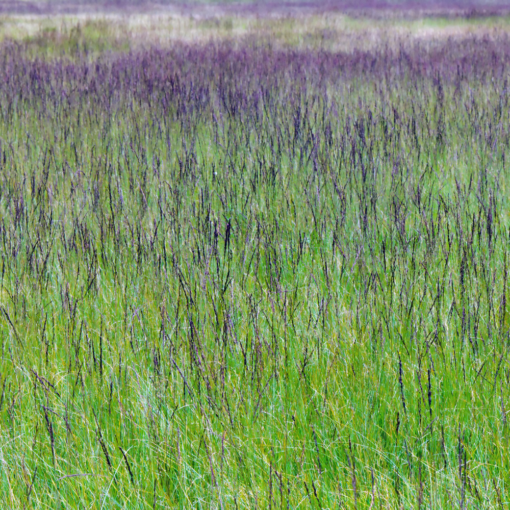 //www.everythinglandscaping.co.uk/cdn/shop/files/xMoorhexePurpleMoorGrass1_7dbb5846-873a-4df7-b575-41e9af4ae172.png?v=1770804789