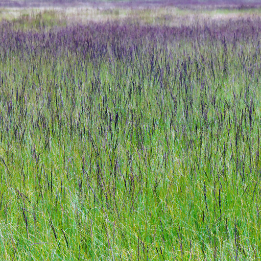 Moorhexe Purple Moor Ornamental Grasses Pot Grown 5L