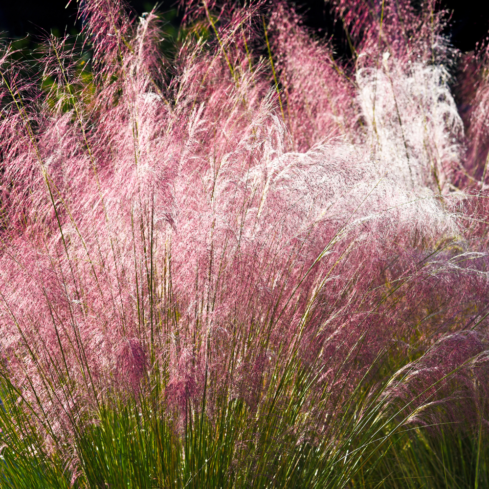 //www.everythinglandscaping.co.uk/cdn/shop/files/xMorningLightMaidenGrass1_d7c2c366-e331-48ff-be50-6b267898e746.png?v=1770804849