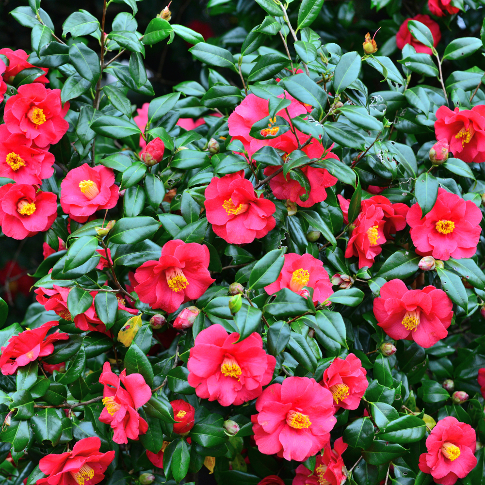 //www.everythinglandscaping.co.uk/cdn/shop/files/xMrsCharlesCobbCamelliaPlants1_3796a032-b068-479d-a3bd-eacd5f968adb.png?v=1770804495