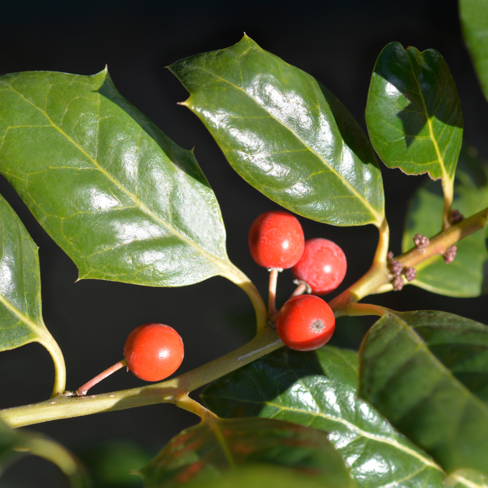 //www.everythinglandscaping.co.uk/cdn/shop/files/xNellieStevensHollyPleachedTree1_2a954f52-be5c-4bcc-86ea-1653cc179ee4.png?v=1770803812