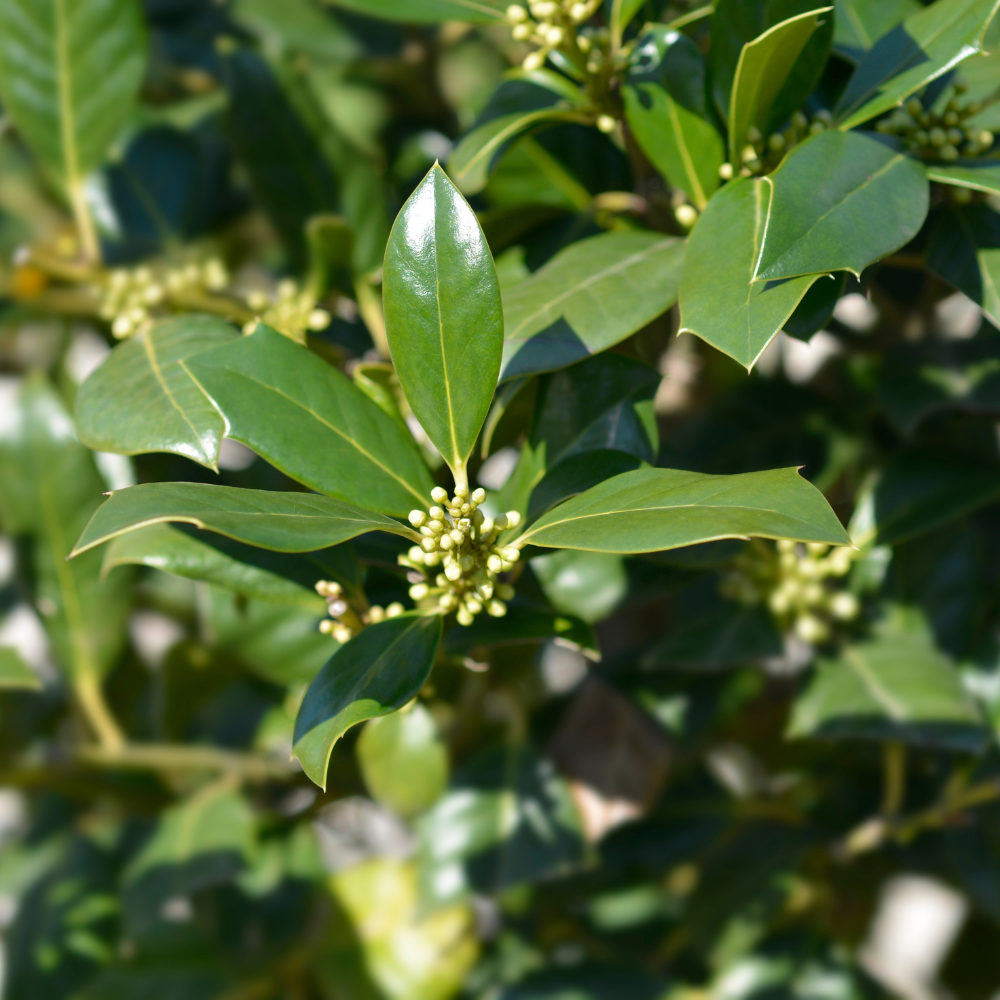 //www.everythinglandscaping.co.uk/cdn/shop/files/xNellieStevensHollyTree1_0730f98a-41d2-47c1-b70f-08e04b8b25de.png?v=1770804123