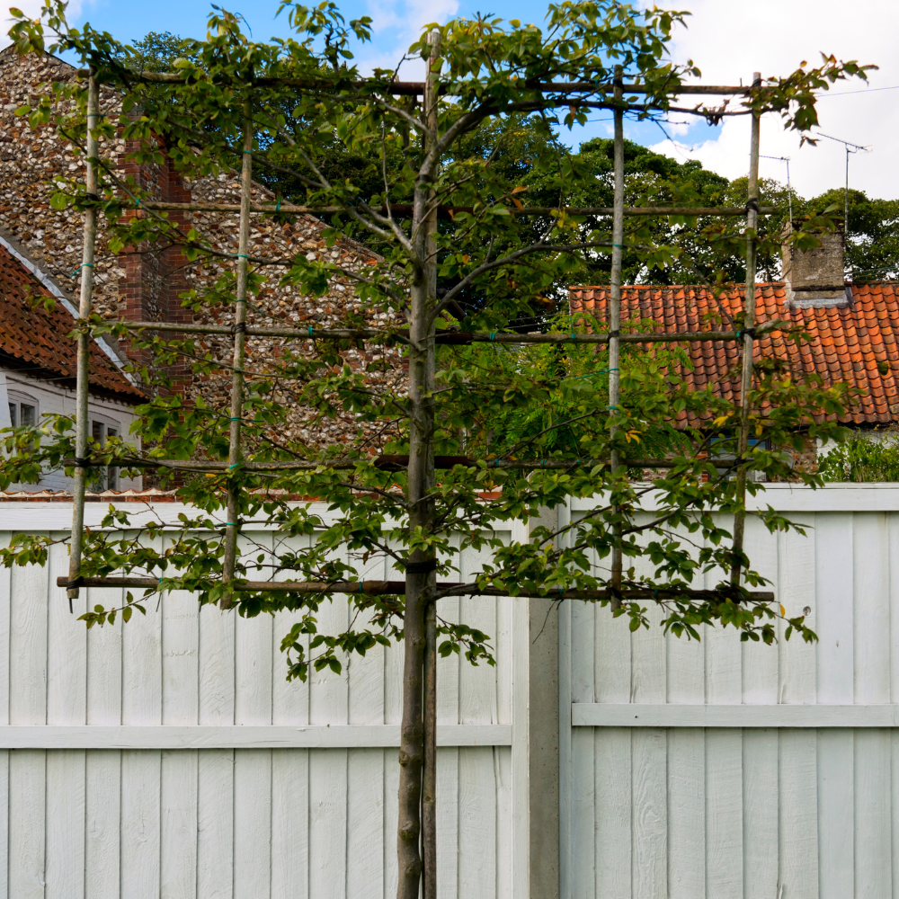 //www.everythinglandscaping.co.uk/cdn/shop/files/xNewZealandLaurelPleachedTree1_0e5983cd-30f7-418e-896f-7e356eaab6b8.png?v=1770803822