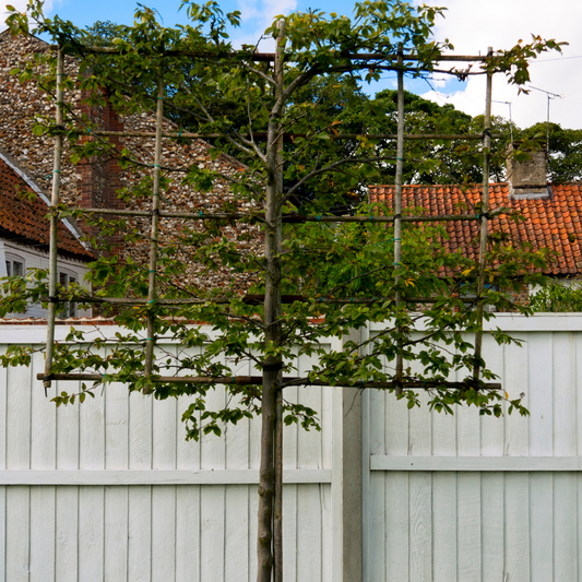 New Zealand Laurel Pleached Tree Pot Grown 45L Girth 10/12 200 Stem Frame 100x120 (x4) Multi-deal
