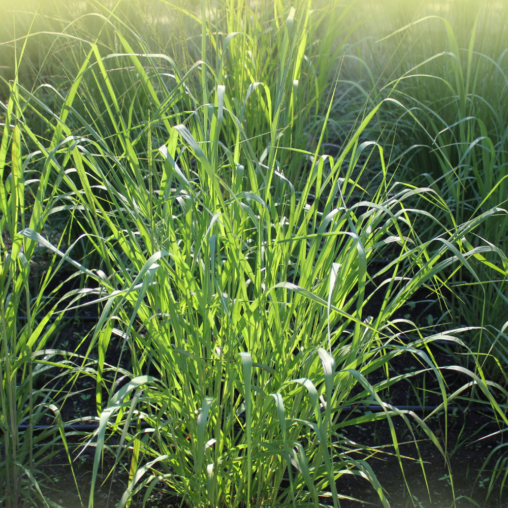 //www.everythinglandscaping.co.uk/cdn/shop/files/xNorthwindSwitchgrassGrass1_7fa49848-2215-40a3-a79e-ff5f89ab466e.png?v=1770804748