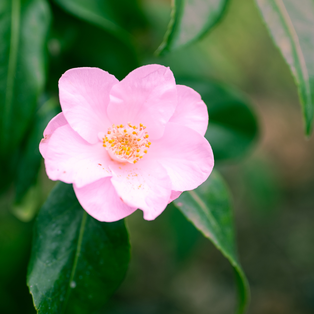 //www.everythinglandscaping.co.uk/cdn/shop/files/xNucciosPearlCamelliaPlants1_a116e392-1712-48f3-85c7-9d07cdb03cea.png?v=1770804221