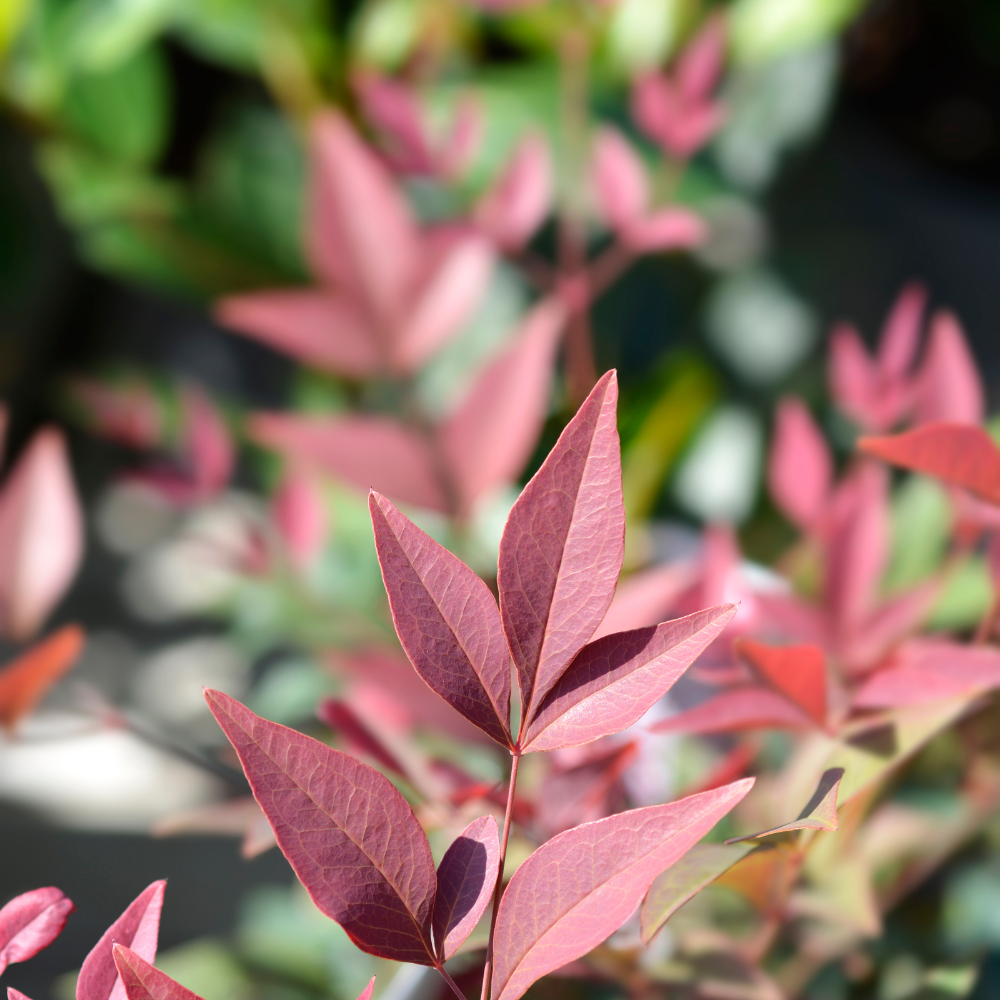 //www.everythinglandscaping.co.uk/cdn/shop/files/xObsessedHeavenlyBambooPlants1_fccb586a-f5cb-481a-bb74-db70f8889f70.png?v=1770804290