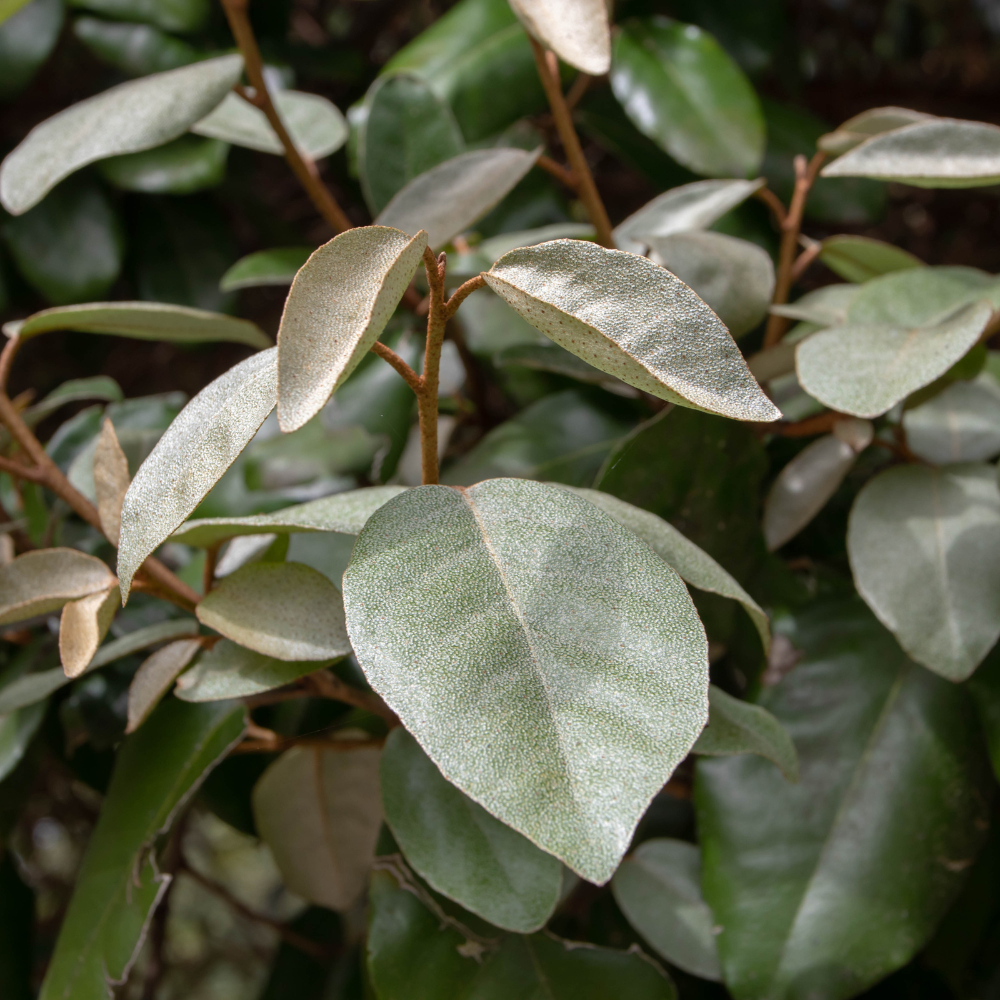 //www.everythinglandscaping.co.uk/cdn/shop/files/xOleasterHedge1_7941bb21-e771-4fa8-8e57-5725fbbab863.png?v=1770807173