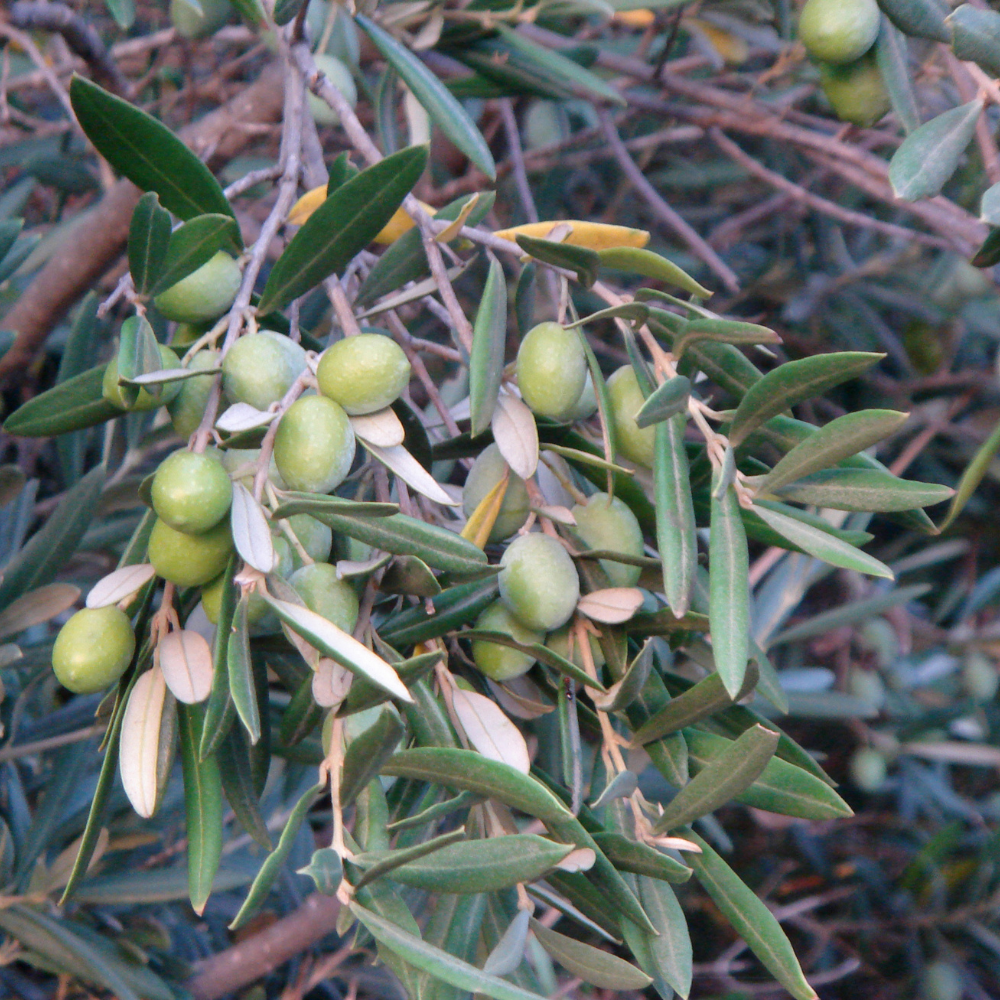 //www.everythinglandscaping.co.uk/cdn/shop/files/xOliveCloudBonsaiTree1_c9d48b06-1ce2-4c71-9db3-85bb60cf0515.png?v=1770804300