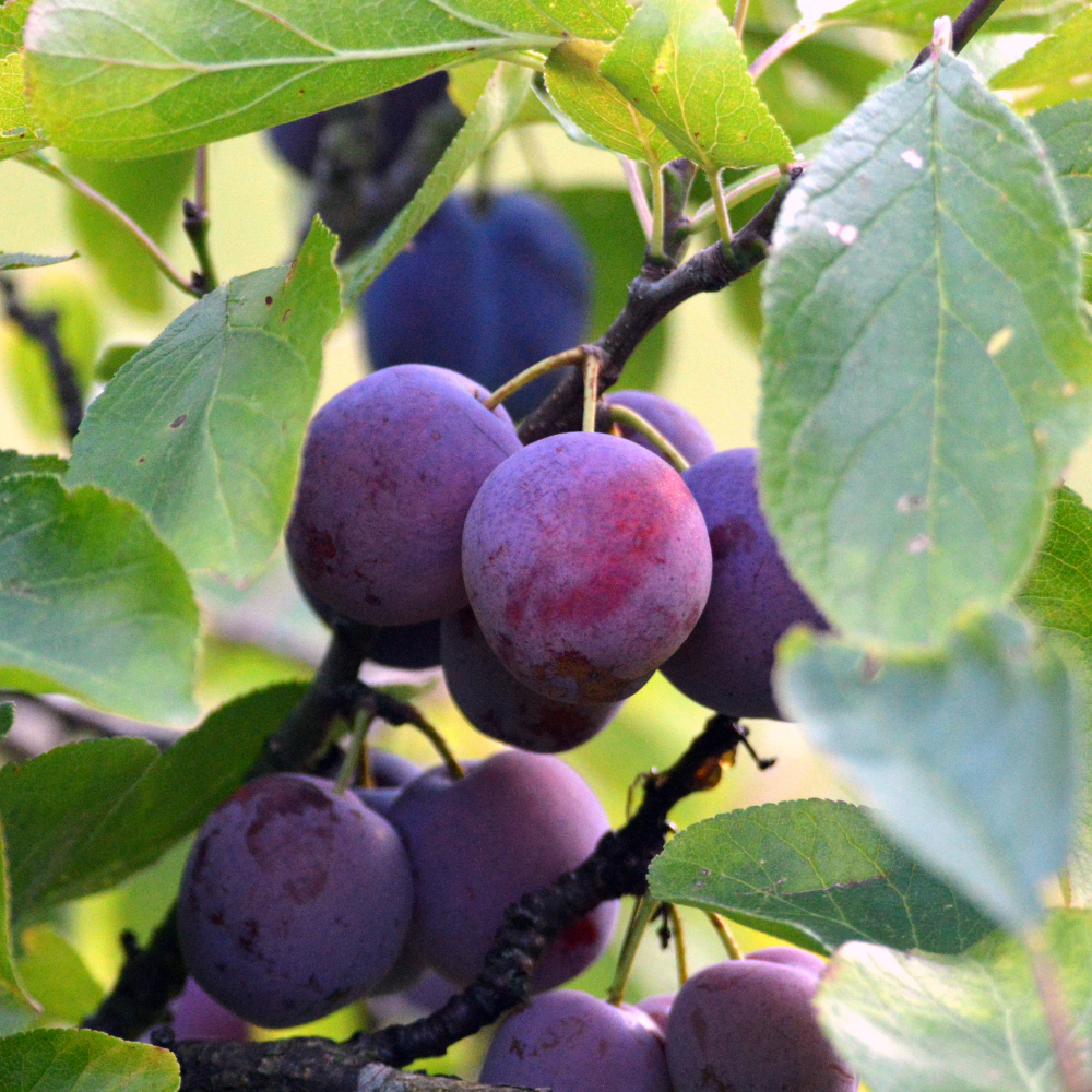 //www.everythinglandscaping.co.uk/cdn/shop/files/xOpalPlumFruitTree4.png?v=1770803722