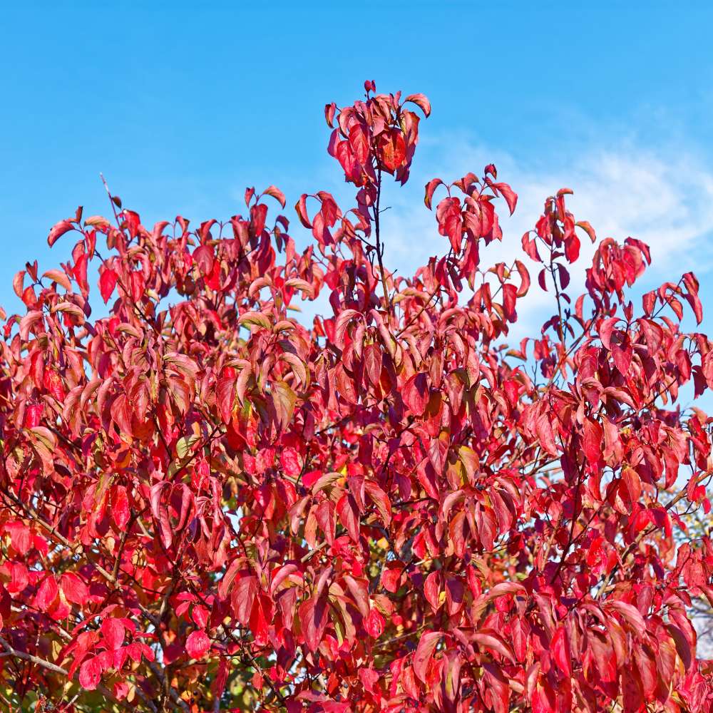 //www.everythinglandscaping.co.uk/cdn/shop/files/xOrangeDogwoodHedge1_8fb48086-ac9c-4c86-8af9-ca35117d1855.png?v=1770806901