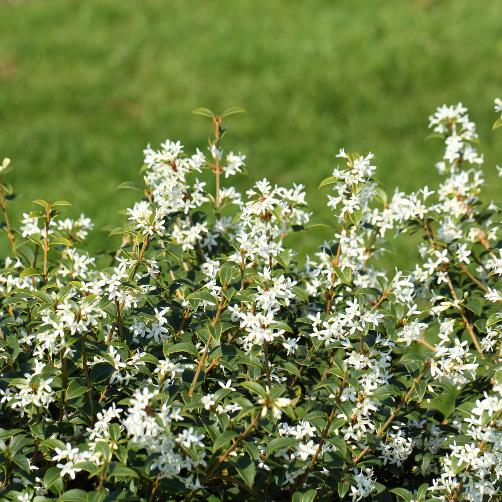 //www.everythinglandscaping.co.uk/cdn/shop/files/xOsmanthusBurkwoodiiHedge1_0925f8c3-c95d-4432-9865-644508e34efc.png?v=1770806189