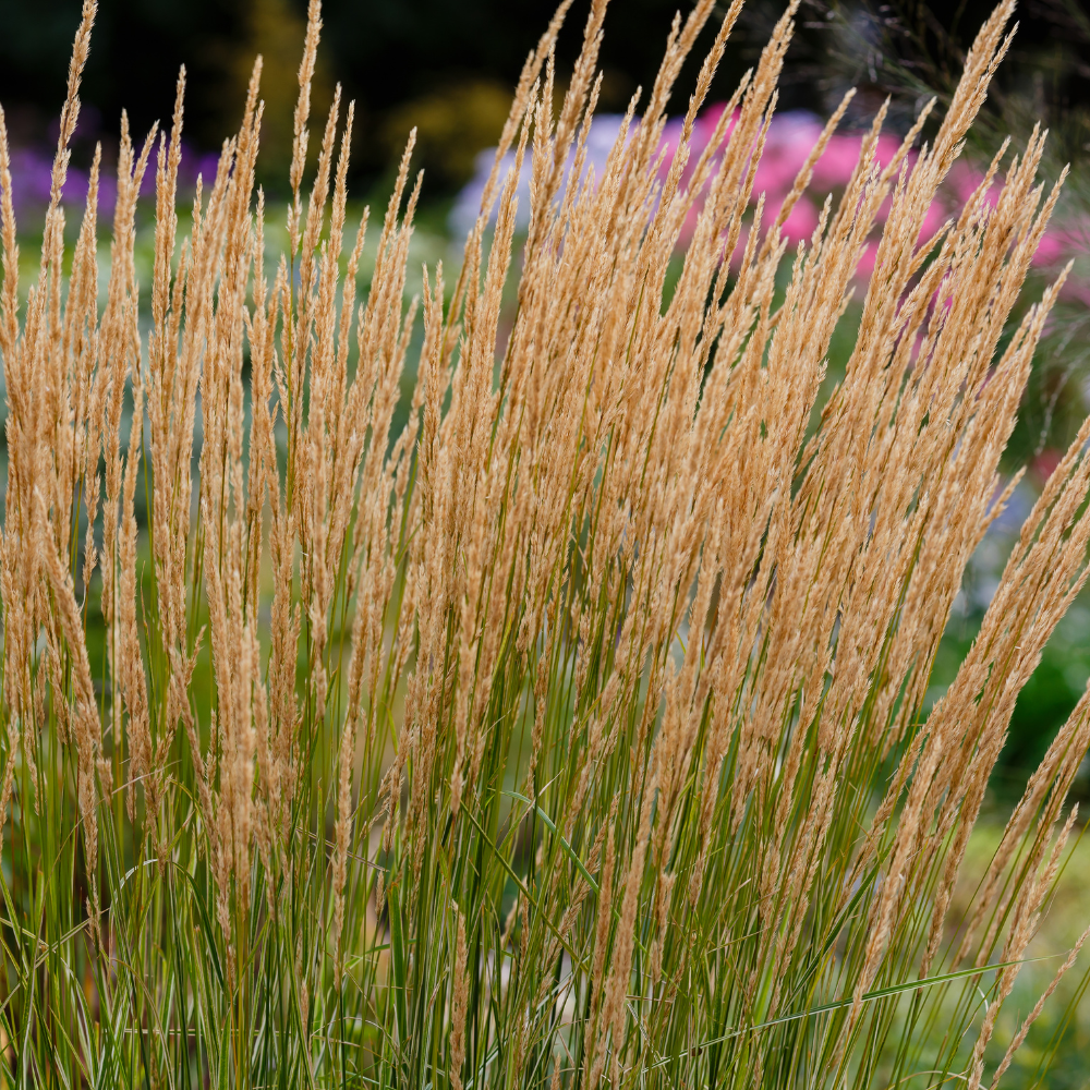 //www.everythinglandscaping.co.uk/cdn/shop/files/xOverdamFeatherReedGrass1_32b42cd8-ded5-4cb3-8274-5f8c25544121.png?v=1770805088