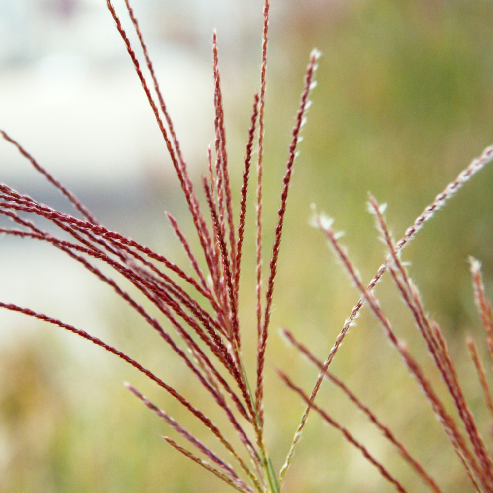 //www.everythinglandscaping.co.uk/cdn/shop/files/xPheasantTailGrasses1_ed066a36-b743-418b-af70-db6bb0a4a00f.png?v=1770805108