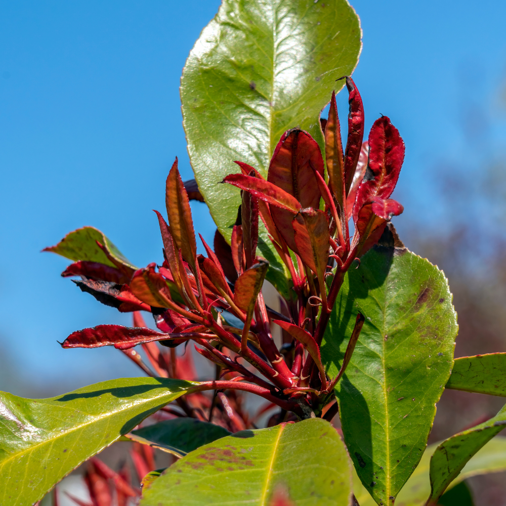 //www.everythinglandscaping.co.uk/cdn/shop/files/xPhotiniaLittleRedRobinHedge1_1fb1f592-85c0-4d8f-bb55-64092084479d.png?v=1770806173