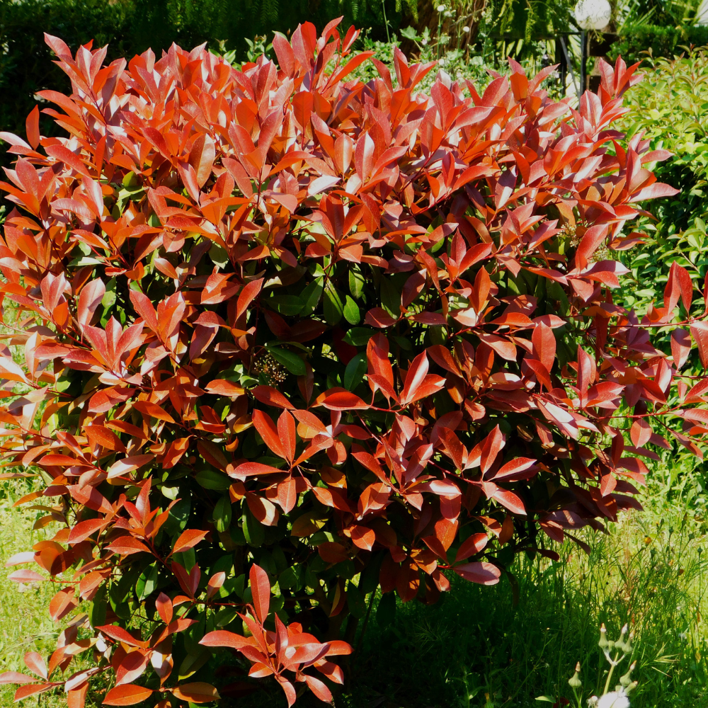 //www.everythinglandscaping.co.uk/cdn/shop/files/xPhotiniaRedRobin1_f25ed06d-afa7-4371-b7a3-a3d0a949b5a4.png?v=1770803945