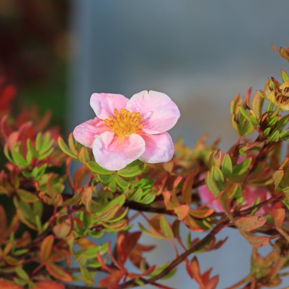 //www.everythinglandscaping.co.uk/cdn/shop/files/xPinkPotentillaHedge1_bfcb7e3e-067c-4557-85fd-d9dc2b366039.png?v=1770806157