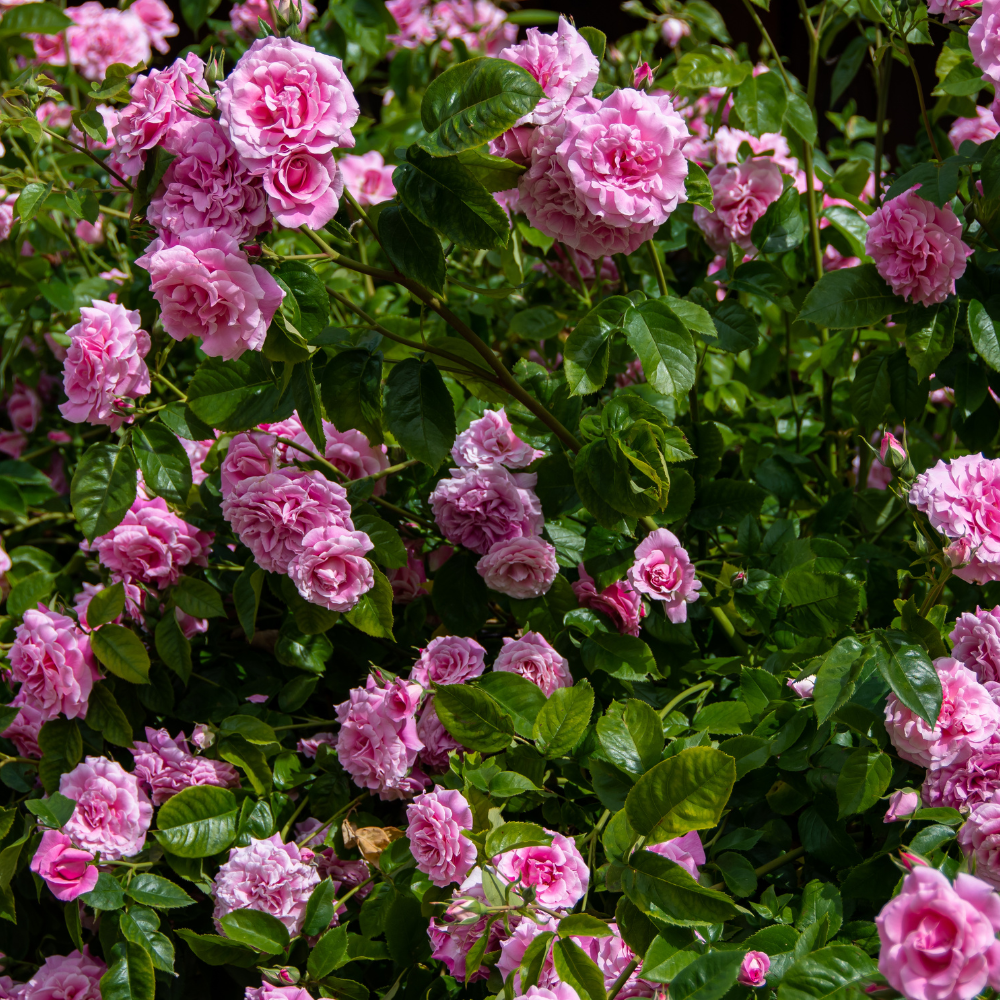 //www.everythinglandscaping.co.uk/cdn/shop/files/xPinkRamanusRoseHedge1_1bee719e-5e83-45fb-abab-93dbc2000de4.png?v=1770806061