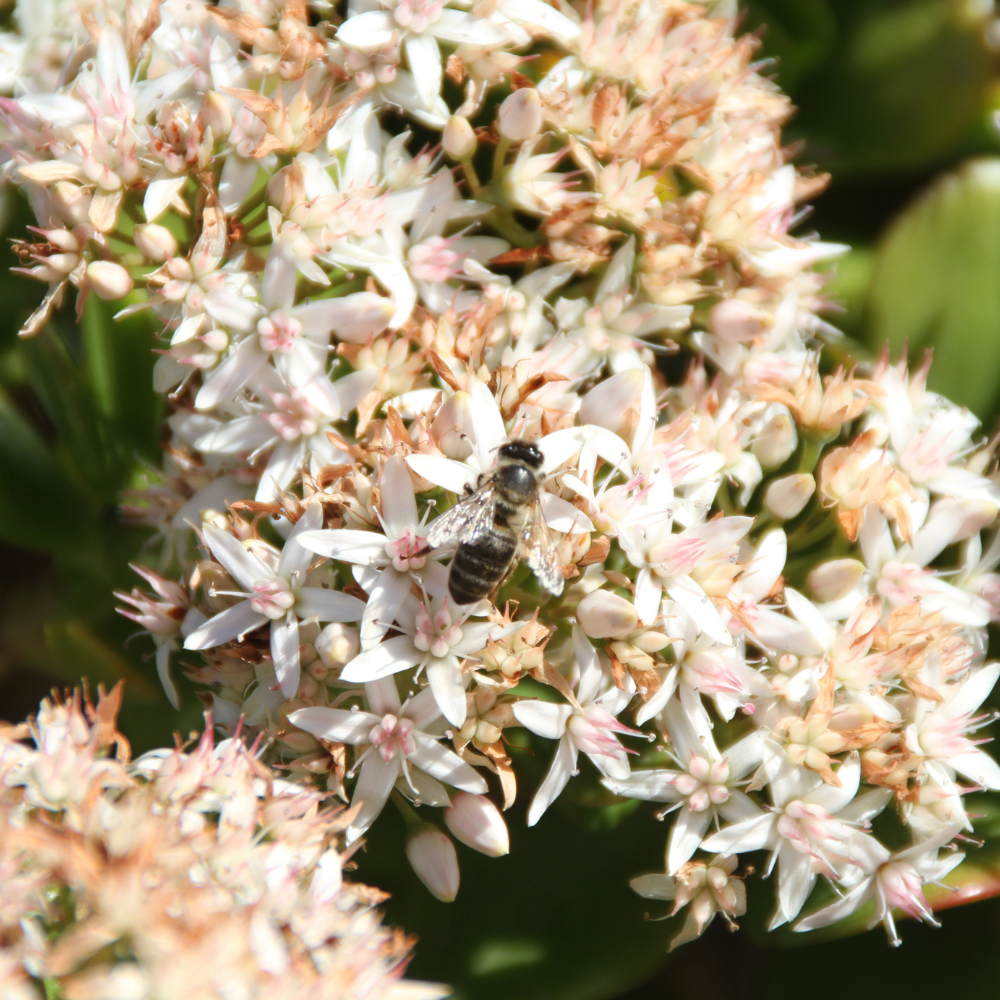 //www.everythinglandscaping.co.uk/cdn/shop/files/xPollinatorFriendlyMixedNativeHedging1_12b27f2b-740a-4675-9e8c-65bc17c9d6a9.png?v=1770804368