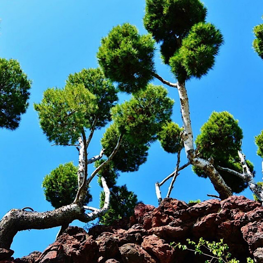 Bonsai Pom Pom Olive Trees Pot Grown 35L 100/125cm