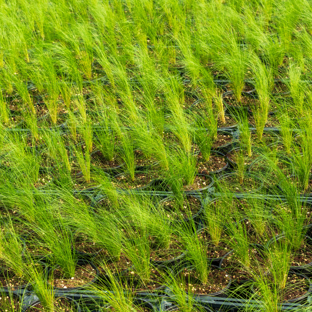 //www.everythinglandscaping.co.uk/cdn/shop/files/xPonyTailsGrasses1_39b270cf-1c47-4805-91f8-6e5ac444484d.png?v=1770804602