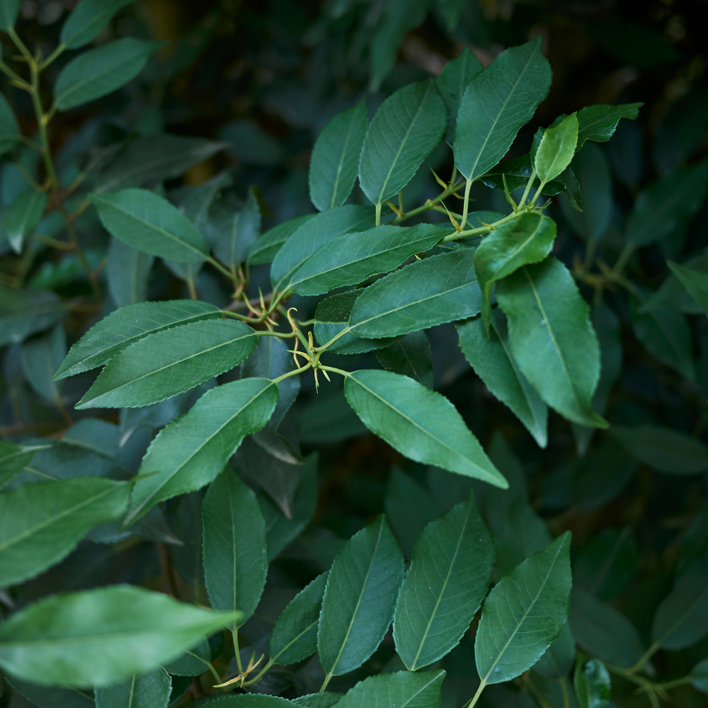//www.everythinglandscaping.co.uk/cdn/shop/files/xPortugueseLaurelHedge1_96c1962f-5cf4-47b2-abd9-27e5b04aa72a.png?v=1770807683
