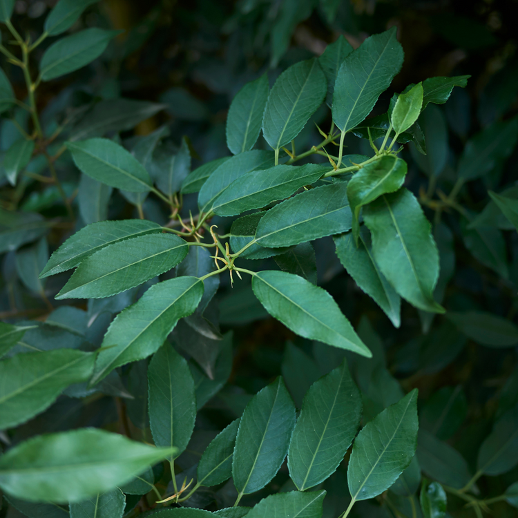 Portuguese Laurel Root ball 150/175cm