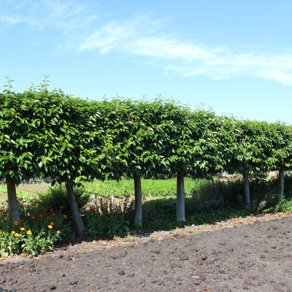//www.everythinglandscaping.co.uk/cdn/shop/files/xPortugueseLaurelPleachedTree1_7f4962b5-9c6f-4520-b1e2-b7b6e7915f57.png?v=1770803820